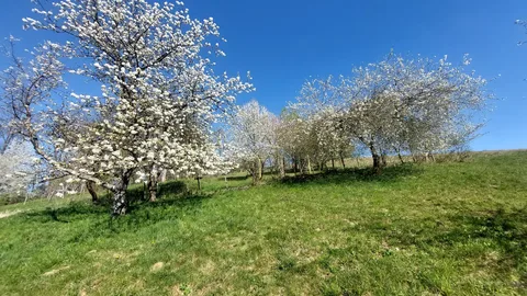 Blühende Obstbäume auf einer Frühlingswiese unter blauem Himmel